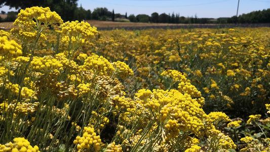 Tout ce que vous devez savoir sur les vertus historiques exceptionnelles de l'hélichryse italienne