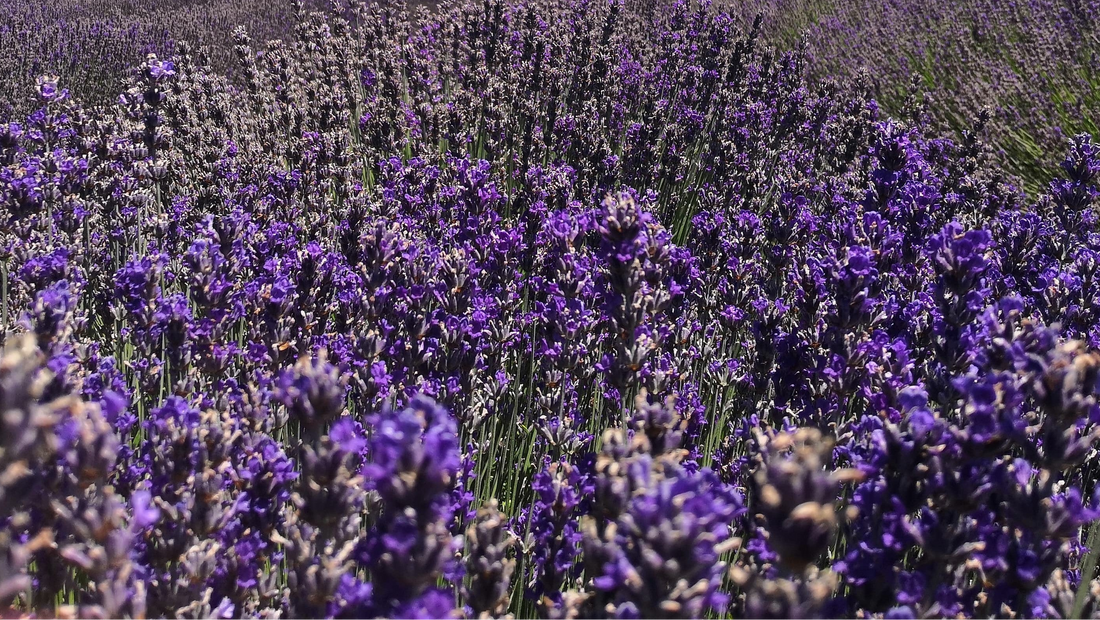 Les Incroyables Vertus Historiques de la Lavande Officinale