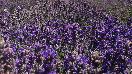 Les Incroyables Vertus Historiques de la Lavande Officinale