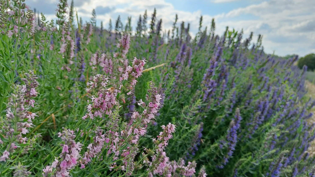 Quelles sont les vertus historiques de l'hysope officinale ?