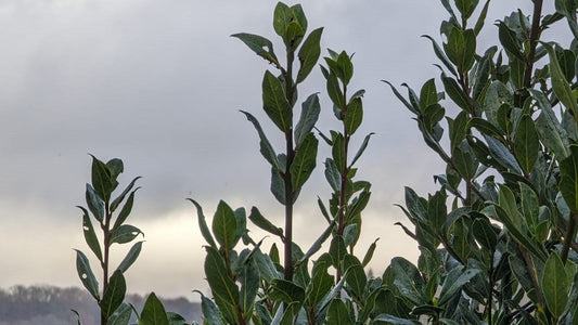 Découvrez les vertus historiques de l'hydrolat de laurier !