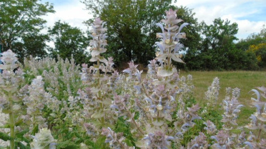 Découvrez les Vertus Historiques de la Sauge Sclarée