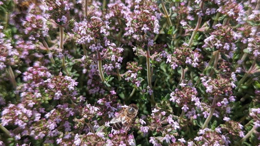 Le guide des vertus historiques du thym à linalol